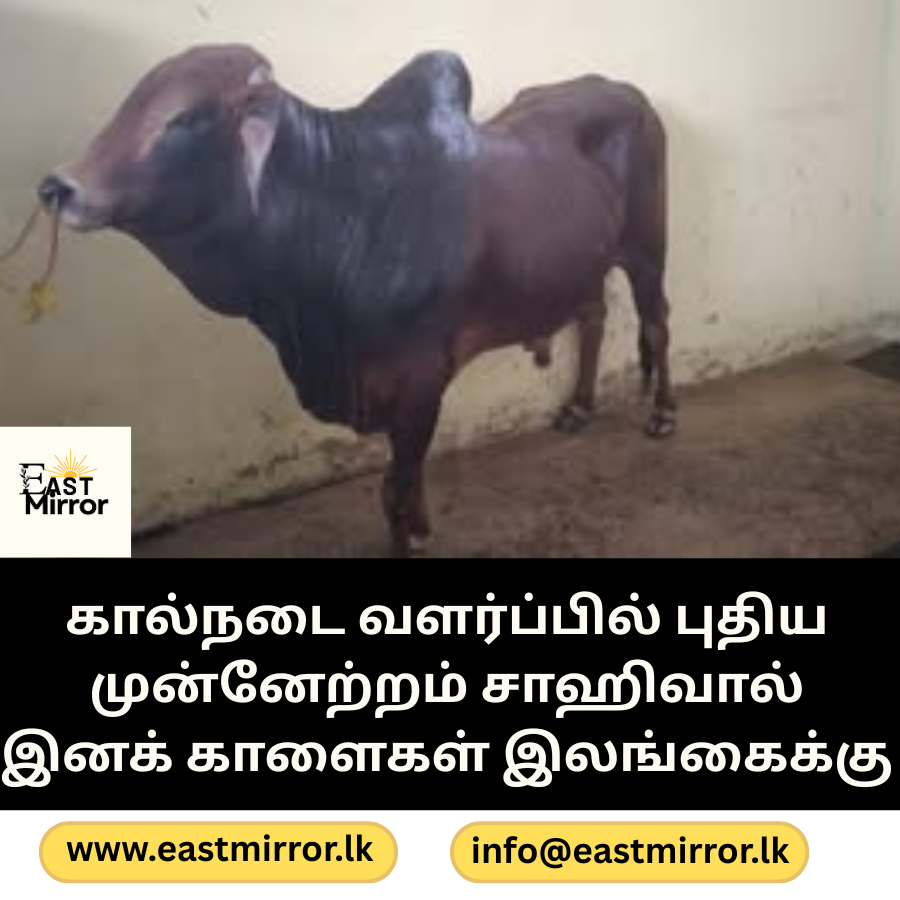 இலங்கையின் பால் உற்பத்தியை உயர்த்த பாகிஸ்தானிலிருந்து சாஹிவால் காளைகள்